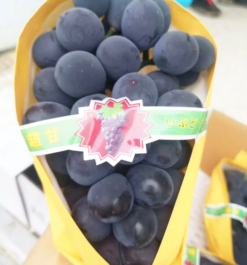 天香巨峰葡萄1串1.5斤 新鲜水果葡萄 比巨峰好吃大部分无籽